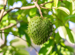 soursop-tree