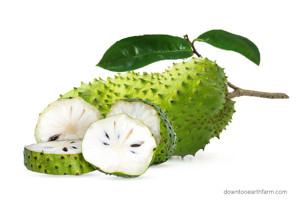 soursop