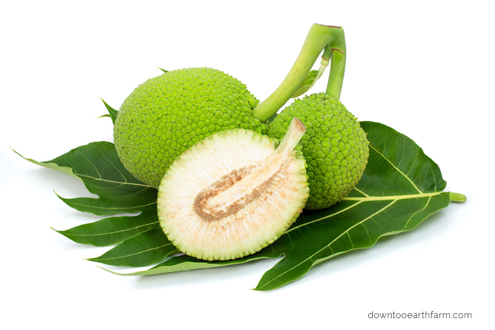 Breadfruit