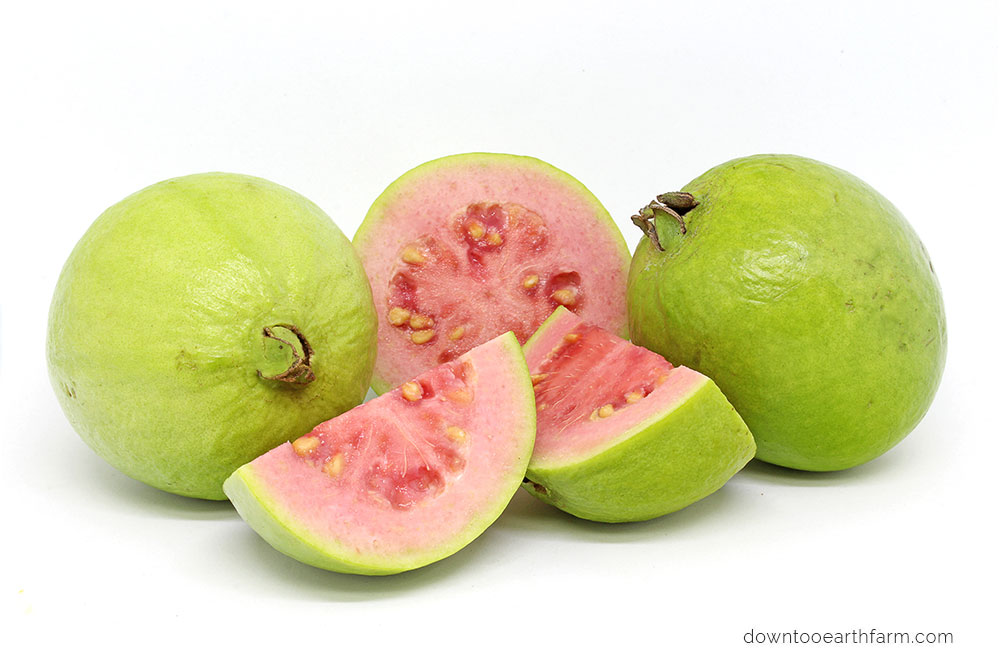 guava