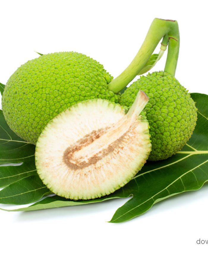 Breadfruit